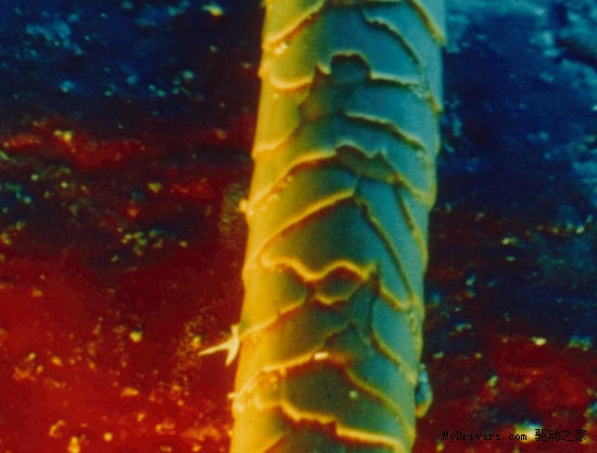 显微镜下细节之美：沙粒上的细菌部落